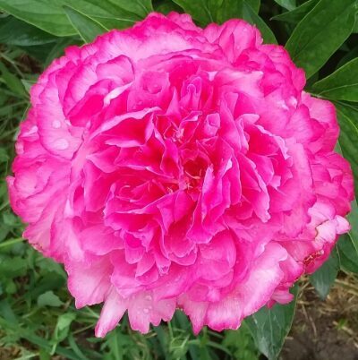 Peonija 'Joker'